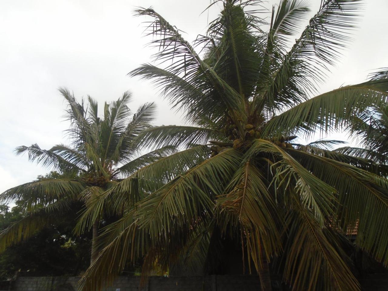 El Shaddai Hotel Mannar Exterior photo